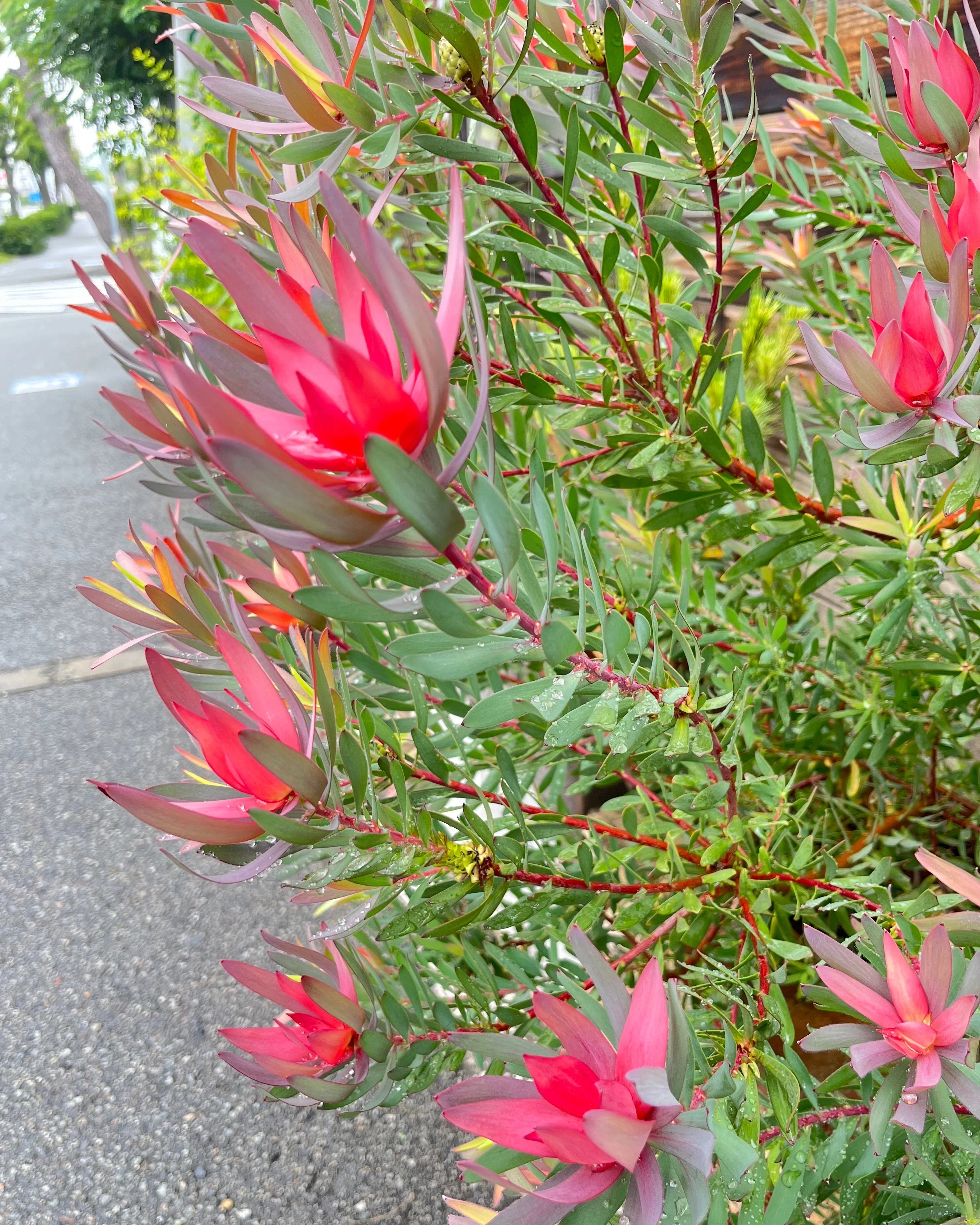 個性的な花〜ネイティブフラワー｜くーみん(ku-min)