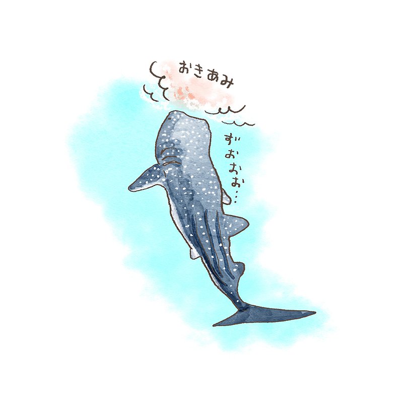 ジンベエザメのお食事スタイル（立ち泳ぎ）がかわいい。ずおお。