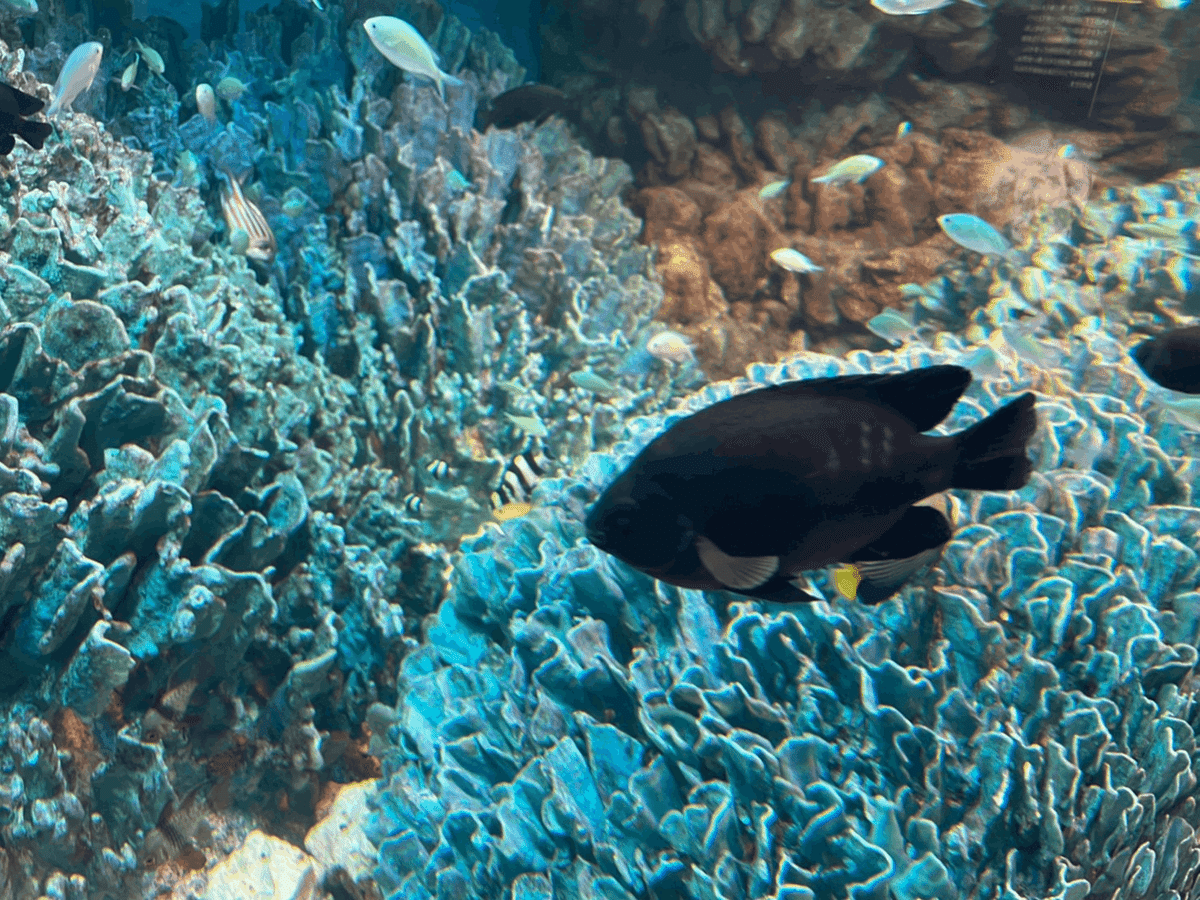 海の風景画「スズメダイと珊瑚」珊瑚の森、熱帯魚 （世界最大級