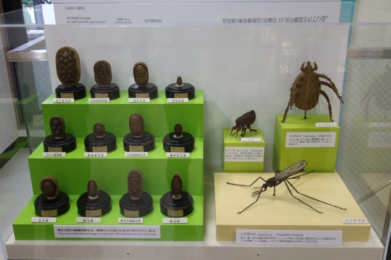 学生広報アンバサダー】美術館・博物館巡り＠目黒寄生虫館｜明治大学博物館