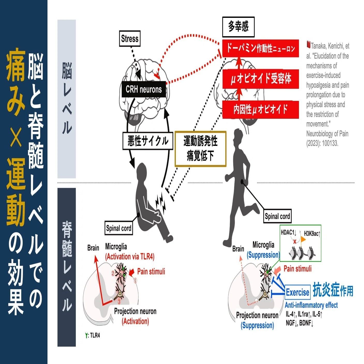 運動誘発性痛覚低下。神経メカニズムの解明-Ⅳ｜Super Human | 理学 