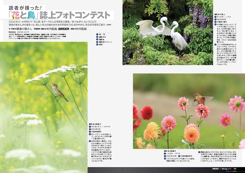 BIRDER8月号の見どころ｜ブンイチ（文一総合出版）