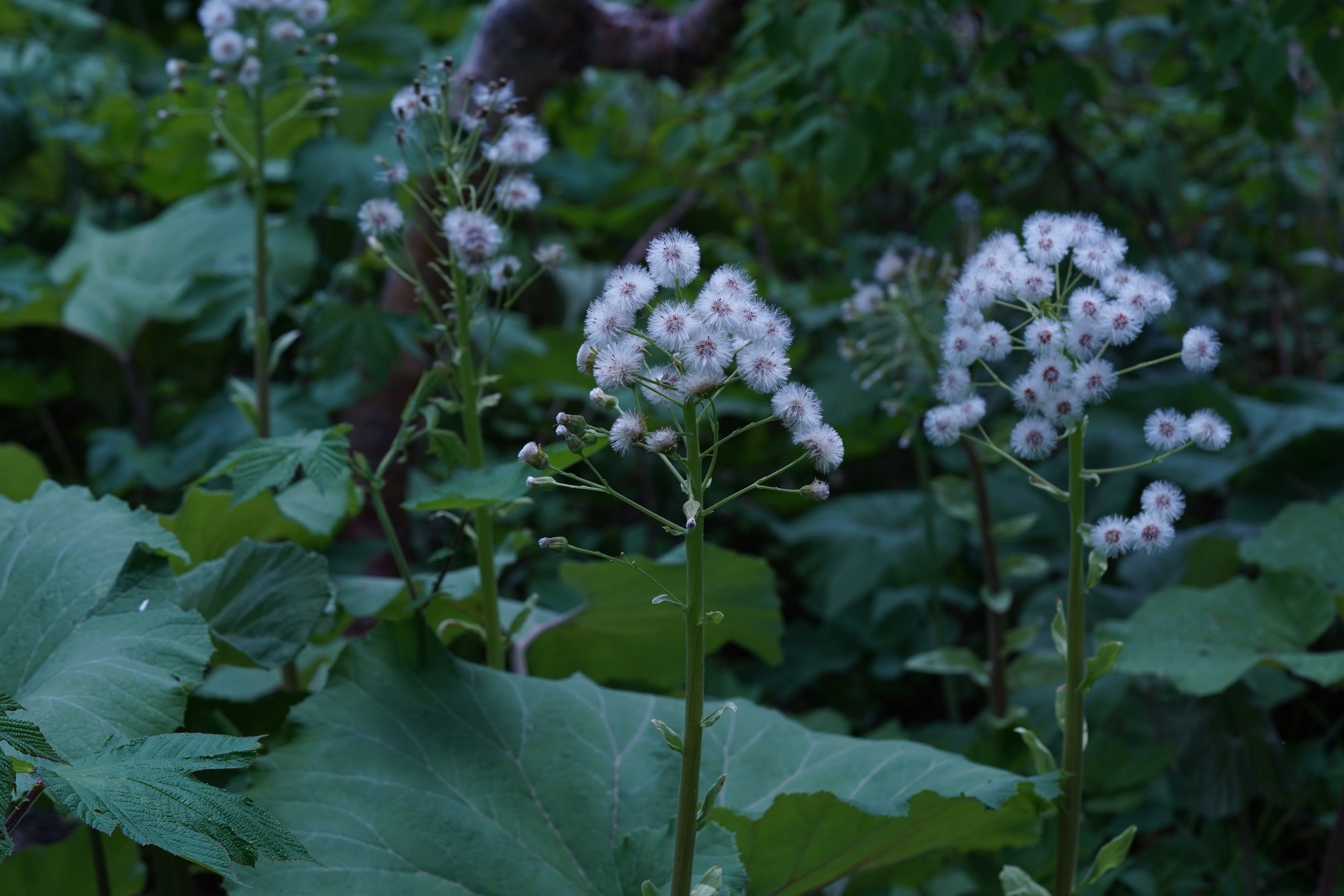 北海道で高山植物をいっぱい見た話｜K,O🪐ｹｰｵｰ