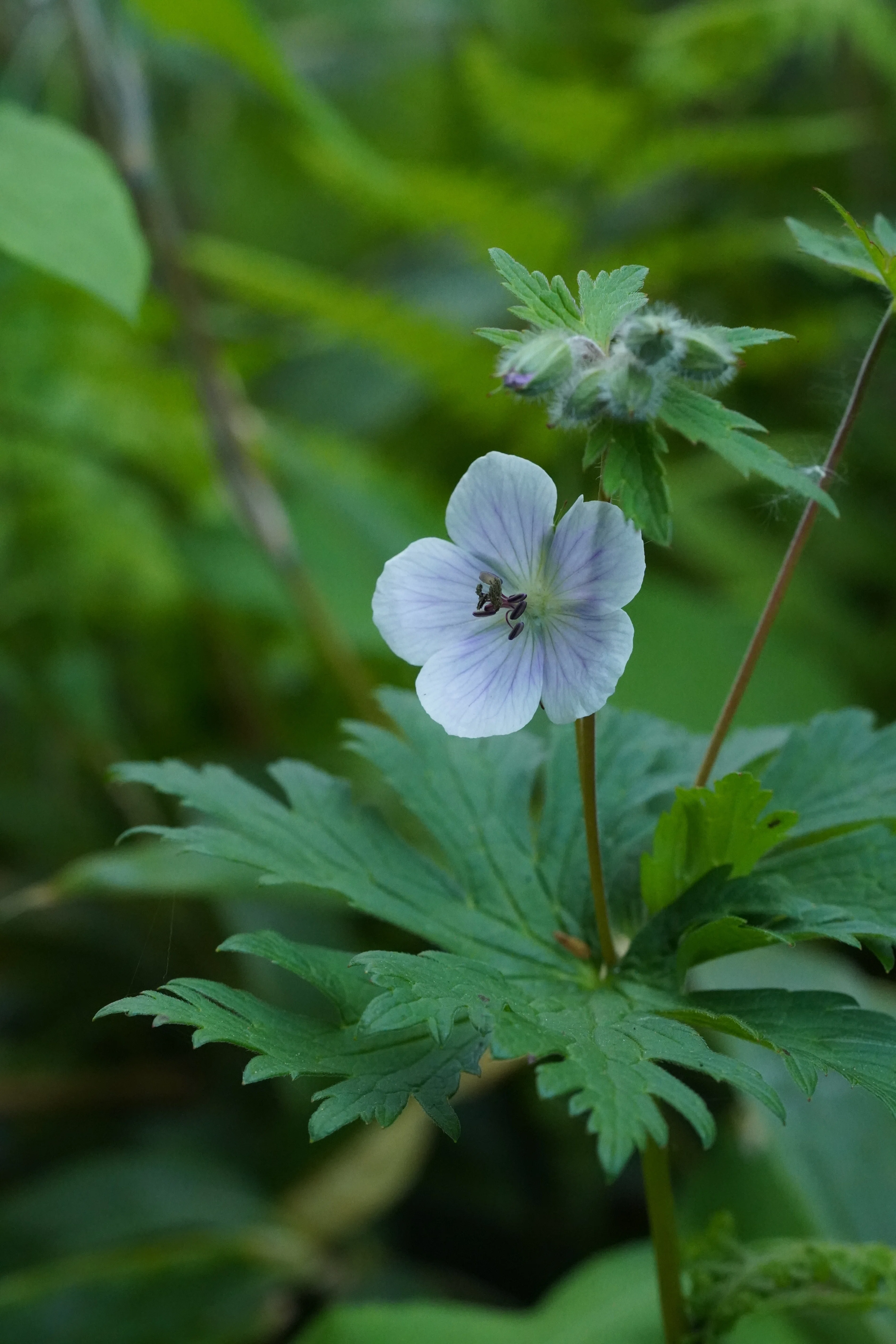 北海道で高山植物をいっぱい見た話｜K,O🪐ｹｰｵｰ