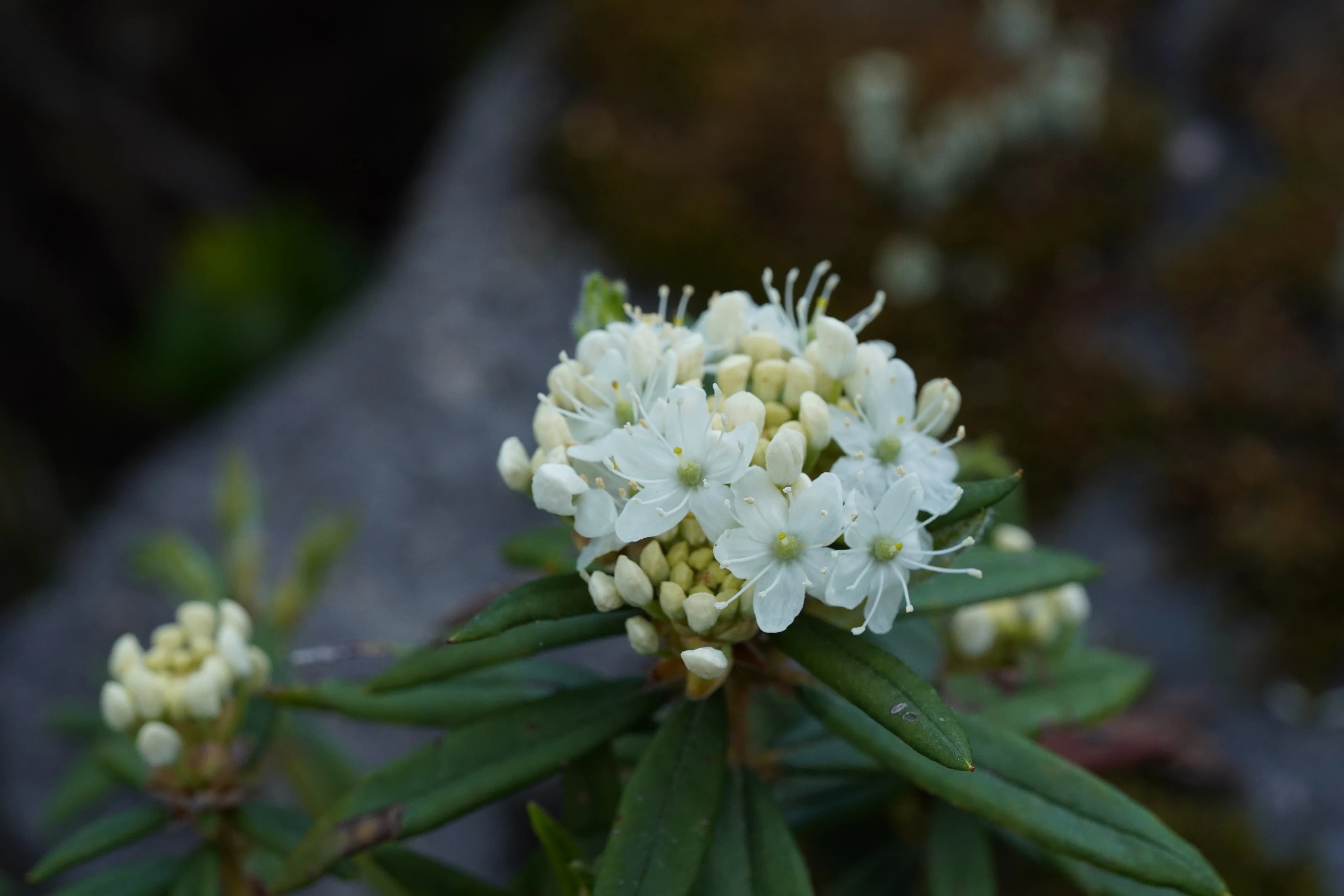 北海道で高山植物をいっぱい見た話｜K,O🪐ｹｰｵｰ