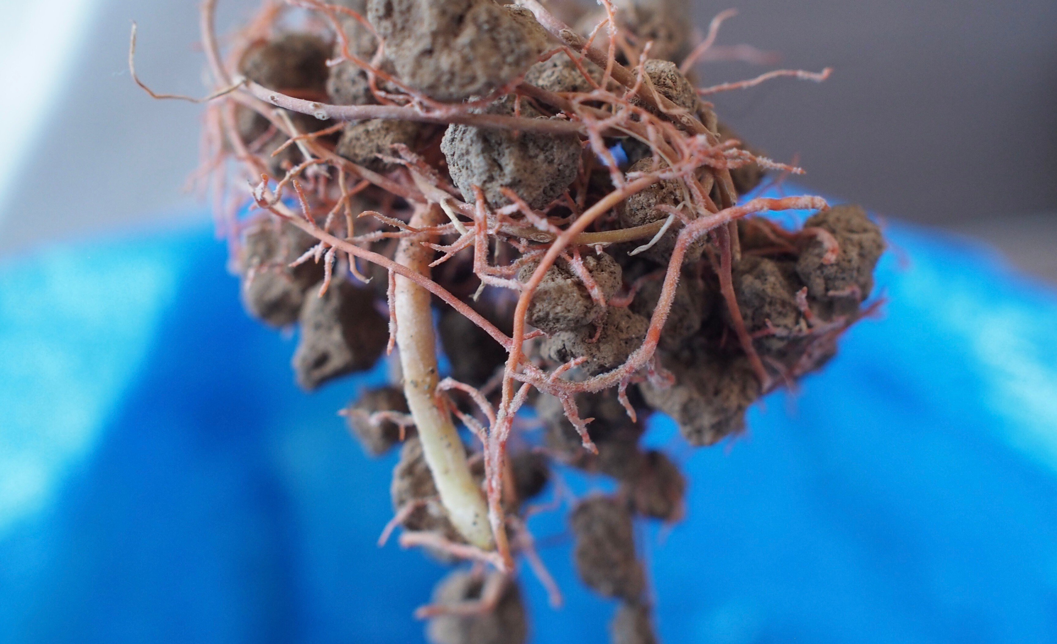 根っこマニア｜狐と羊の暮らし