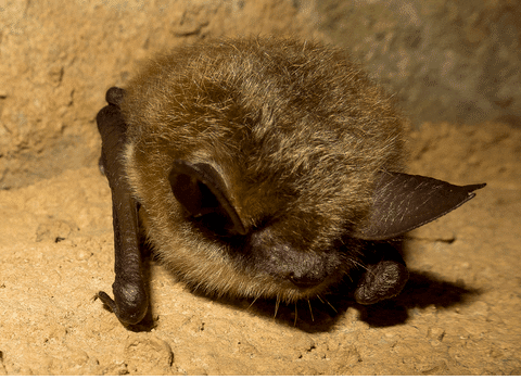 コモ活シリーズ⑥---コウモリは、生態系の守護者 (コウモリの