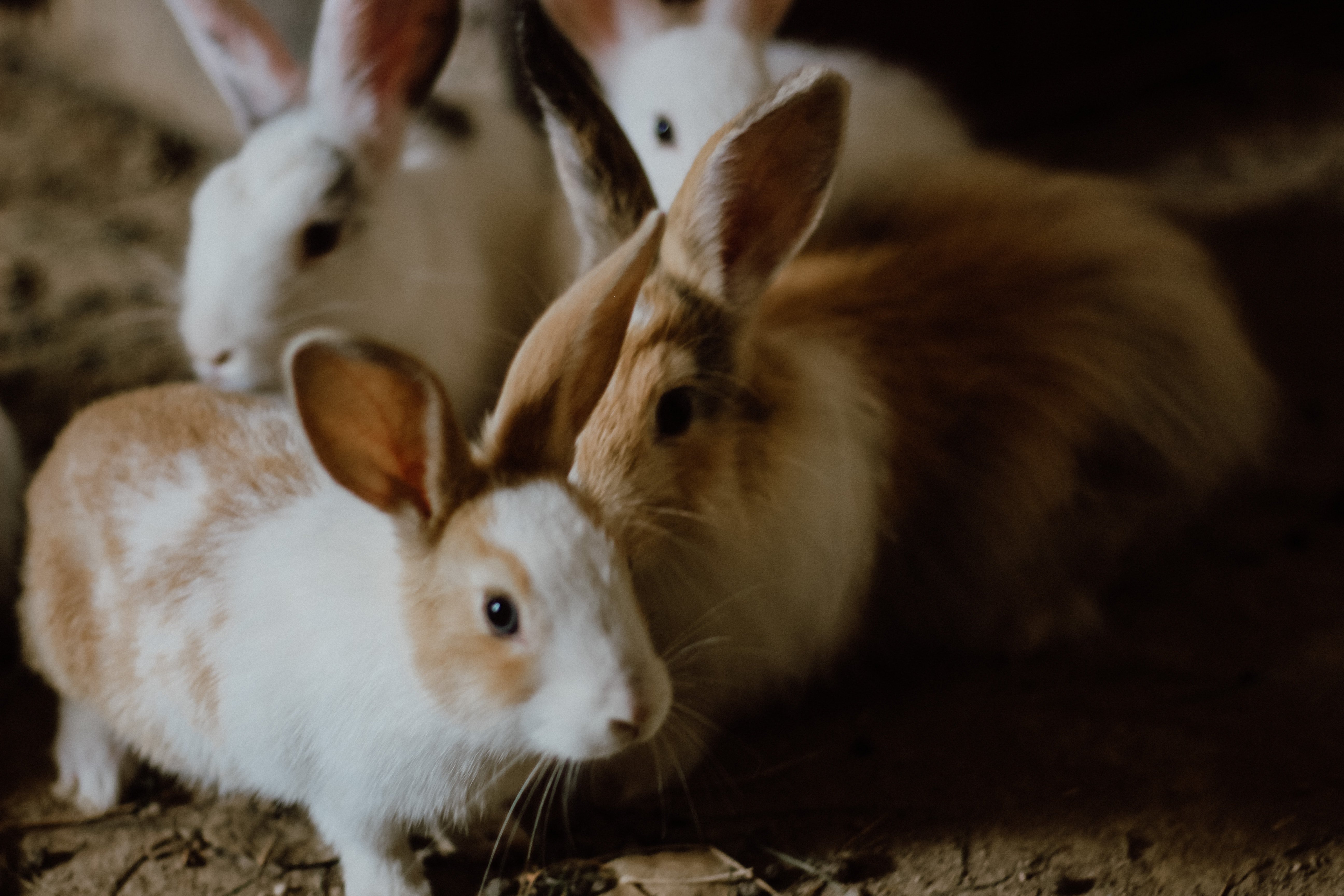 ウサギを健やかに育てるために大切なこと｜ペットの専門店コジマ