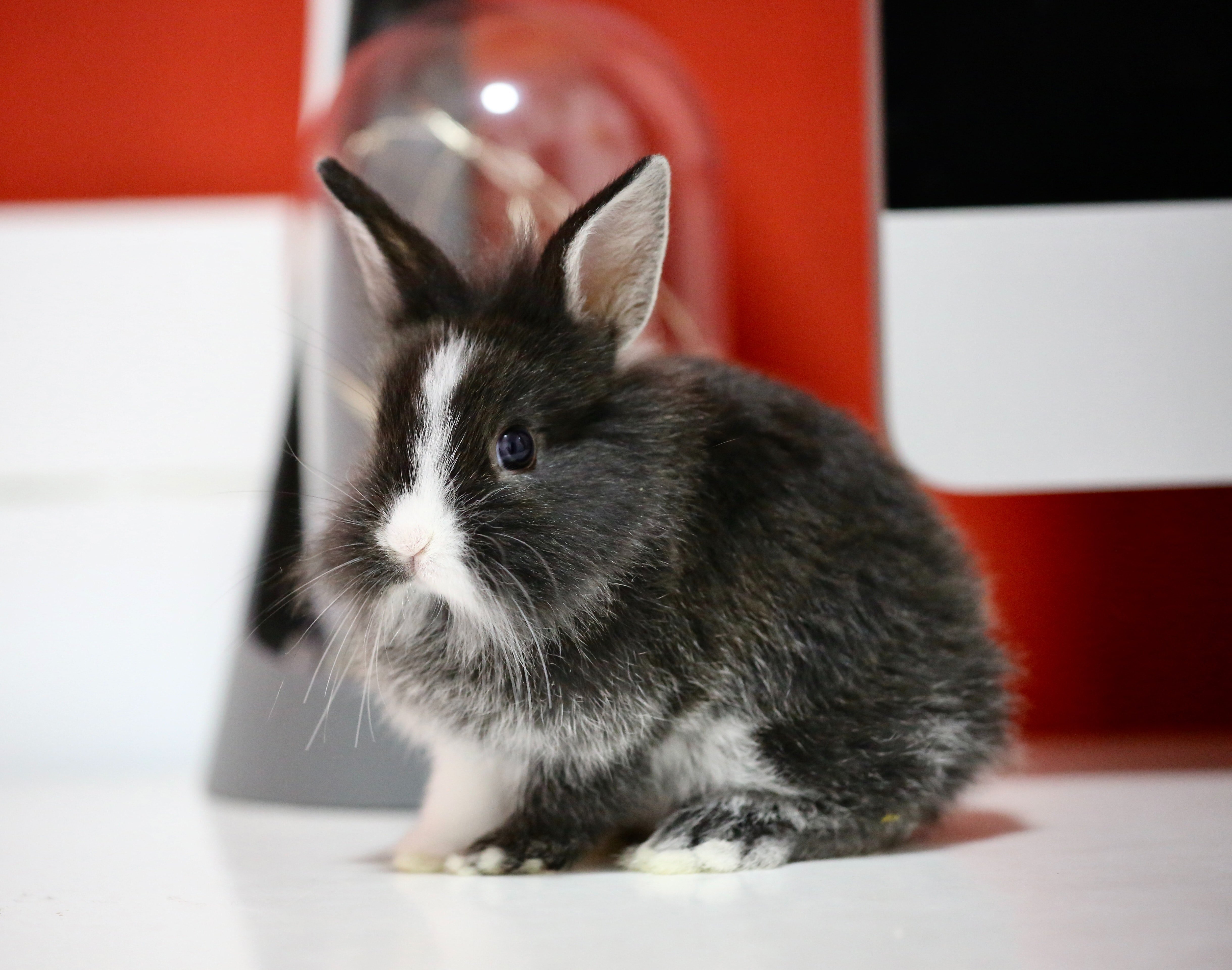 うさぎ様 ご確認用 うさぎ3様ご確認ページ