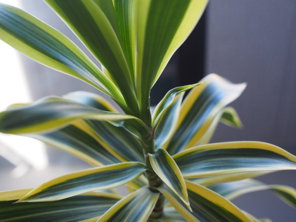 根っこ付き確認画像です♪ 根っこ比べ | nasuくん菜園12年生