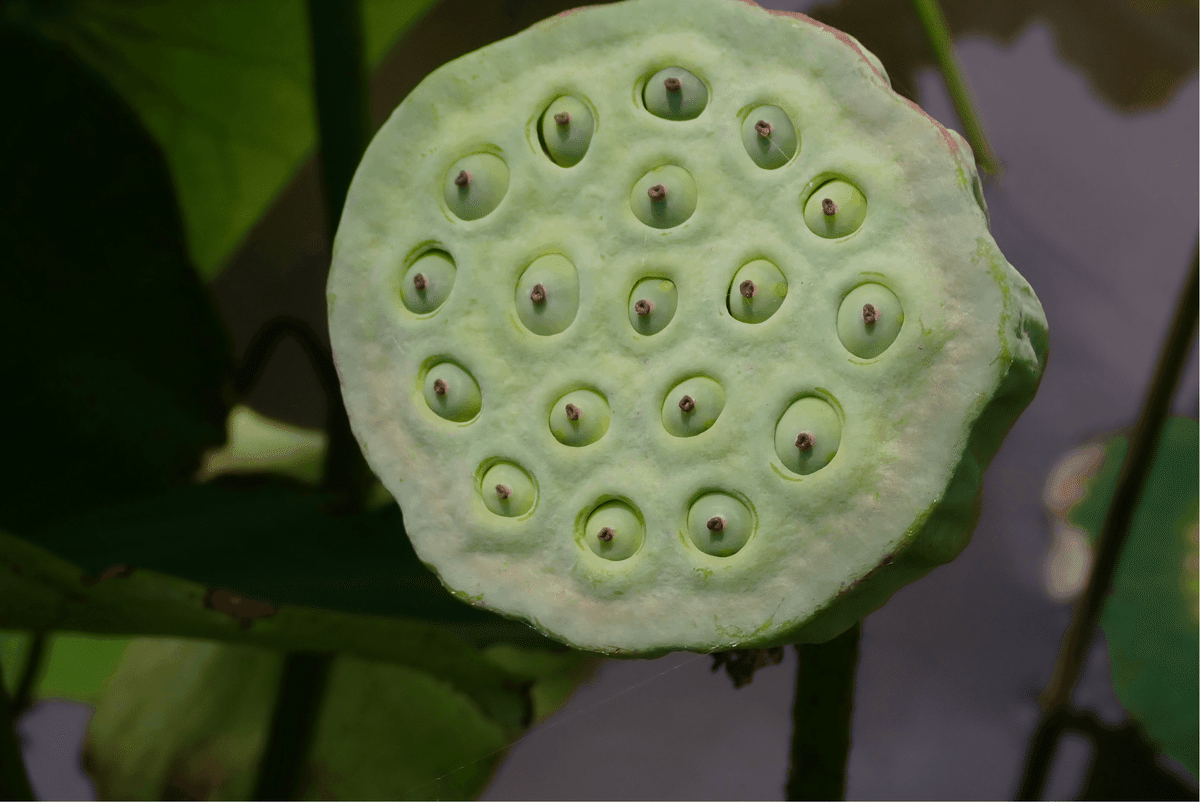 蓮の世界のマイクロノベル 他3篇 #55｜藤田雅矢