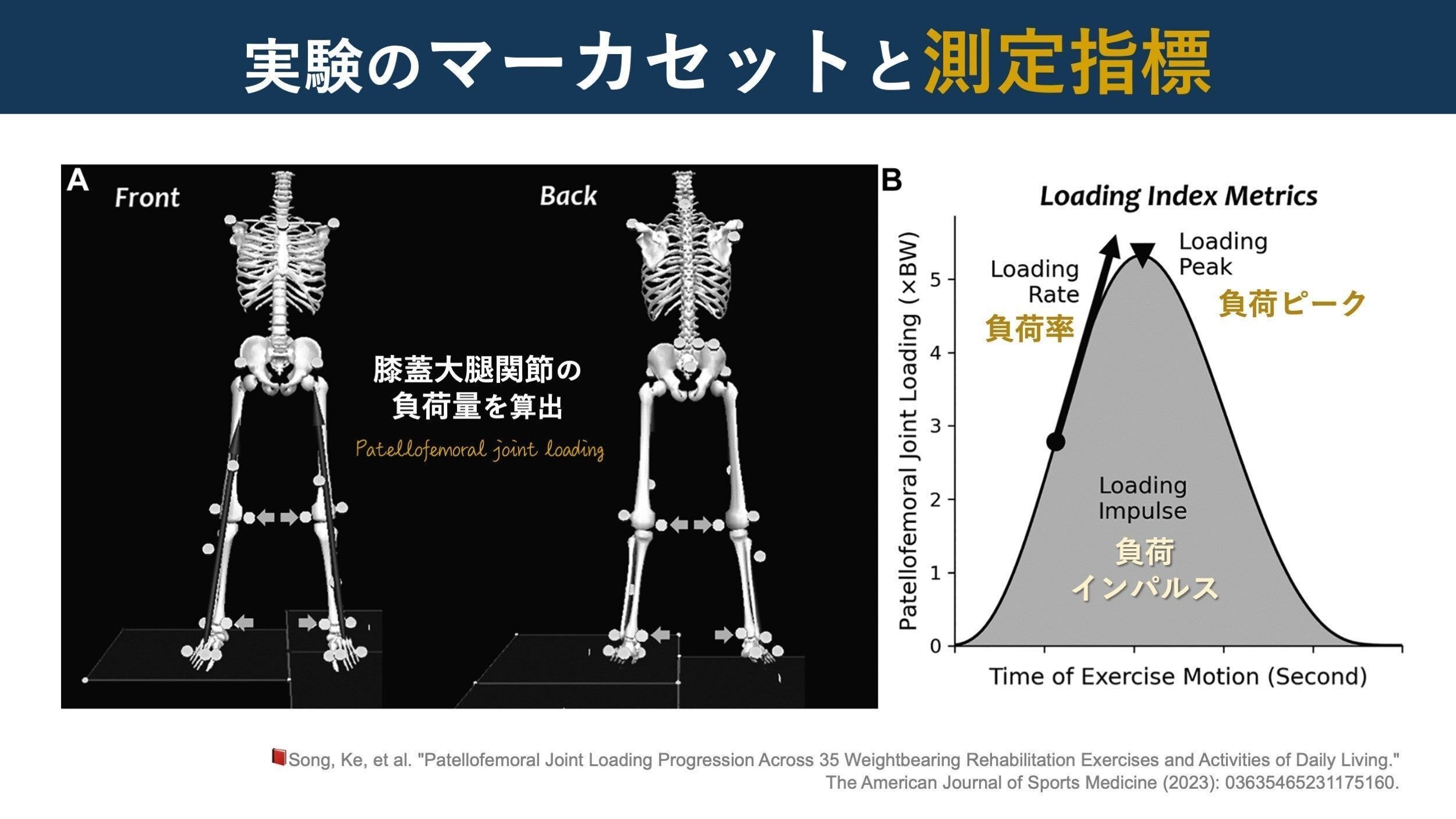 膝蓋大腿関節（PF-J）の負荷。運動種目別ランキング｜Super Human