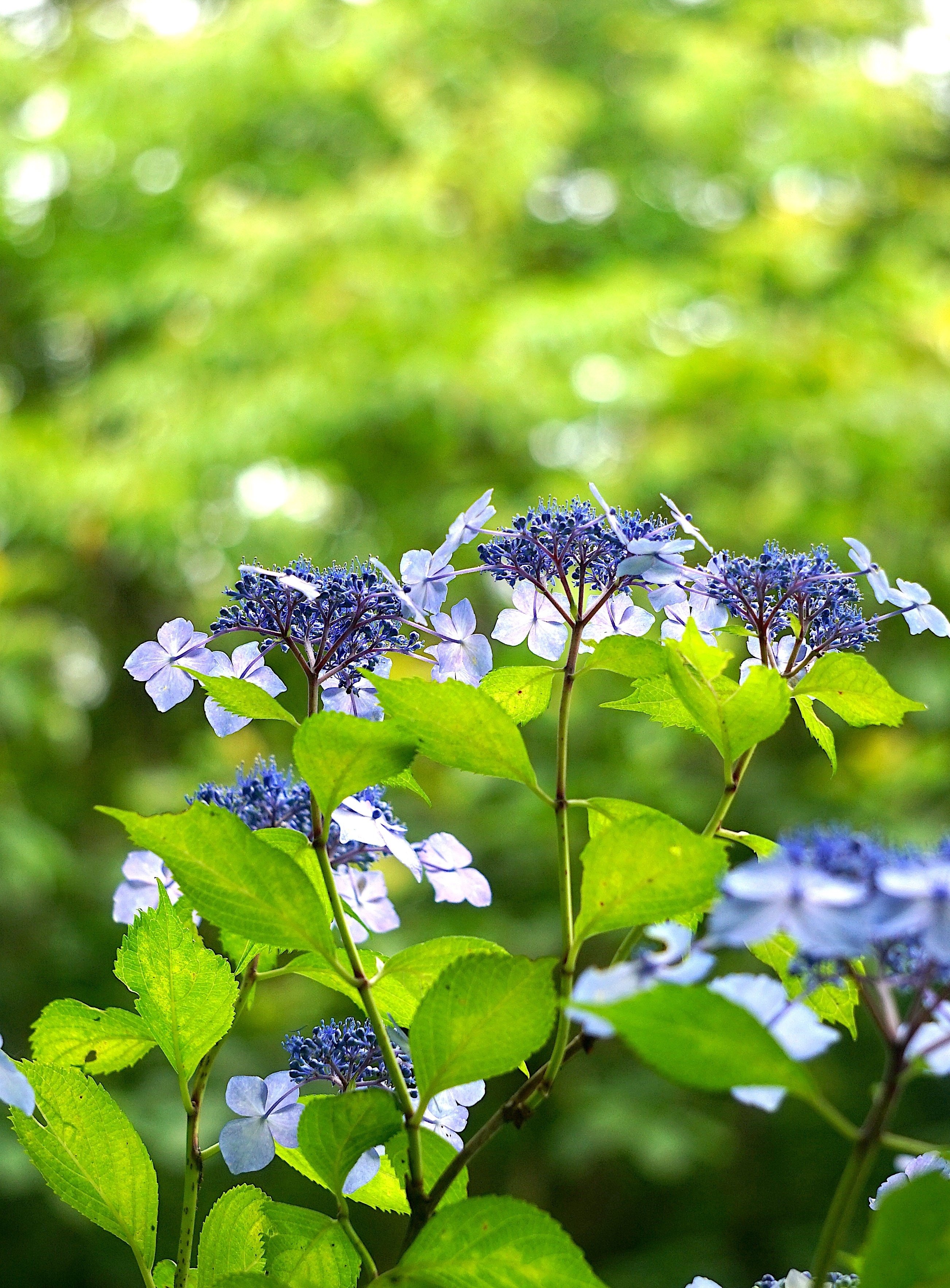可憐で素朴な野の花たち。槙野万太郎先生！花の名前を教えてください