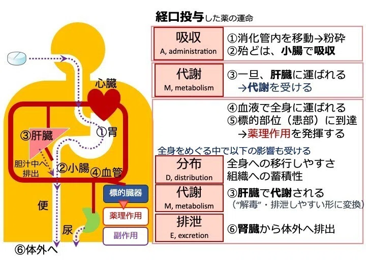 1-4 薬の投与経路と特徴(まとめ)|こはく堂薬局