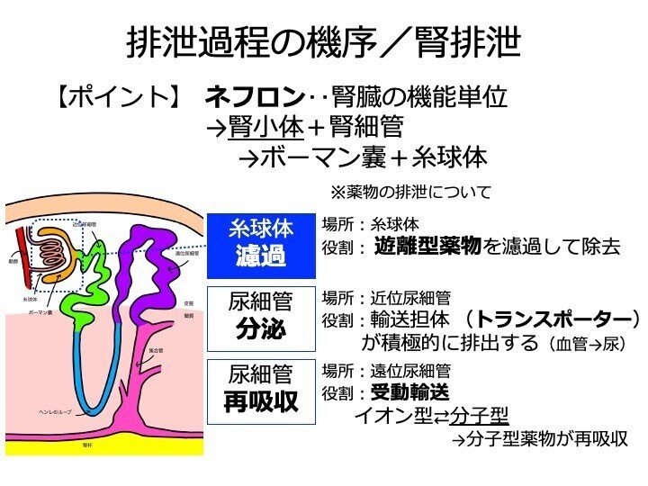 2-1 薬物動態と薬物相互作用｜こはく堂薬局