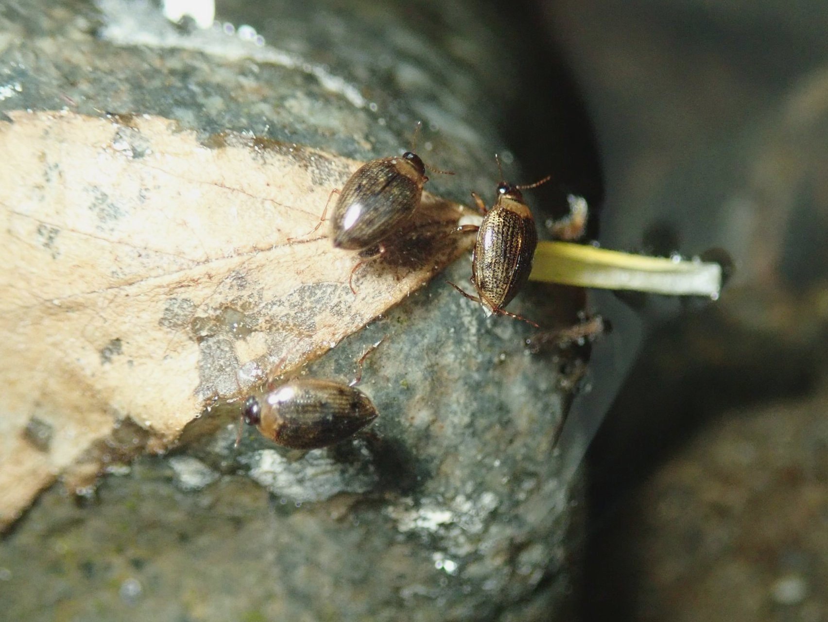 相模川のクビボソコガシラミズムシ｜hydraenids