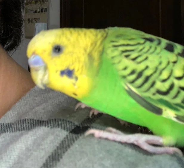 セキセイインコ🦜緑一色が天に召される💦｜野猿（やえん）