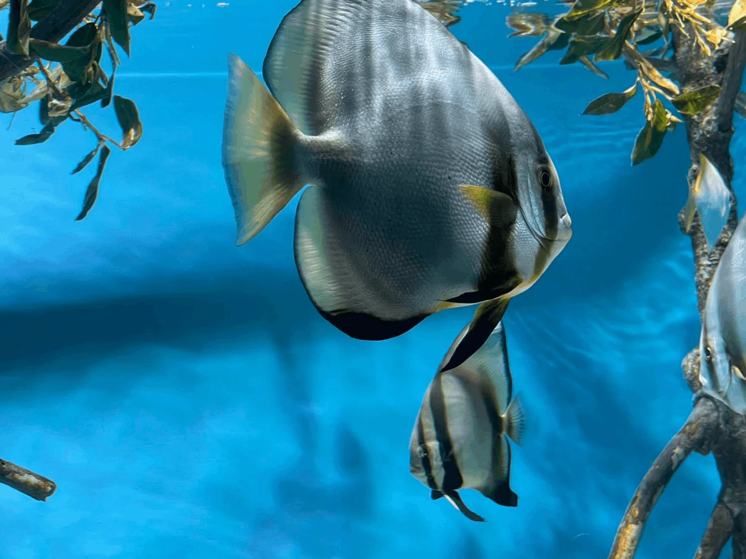水族館をもっと楽しく！自称「水族館廃人」によるたのしい生物図鑑