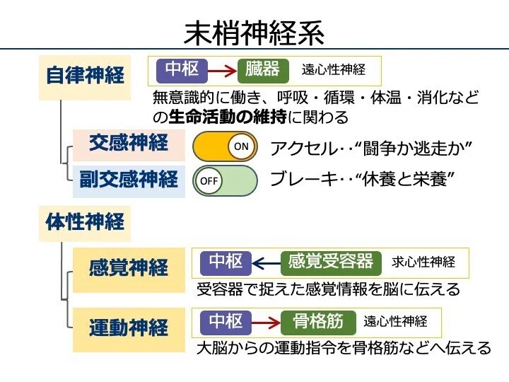 6-1 末梢神経系｜こはく堂薬局
