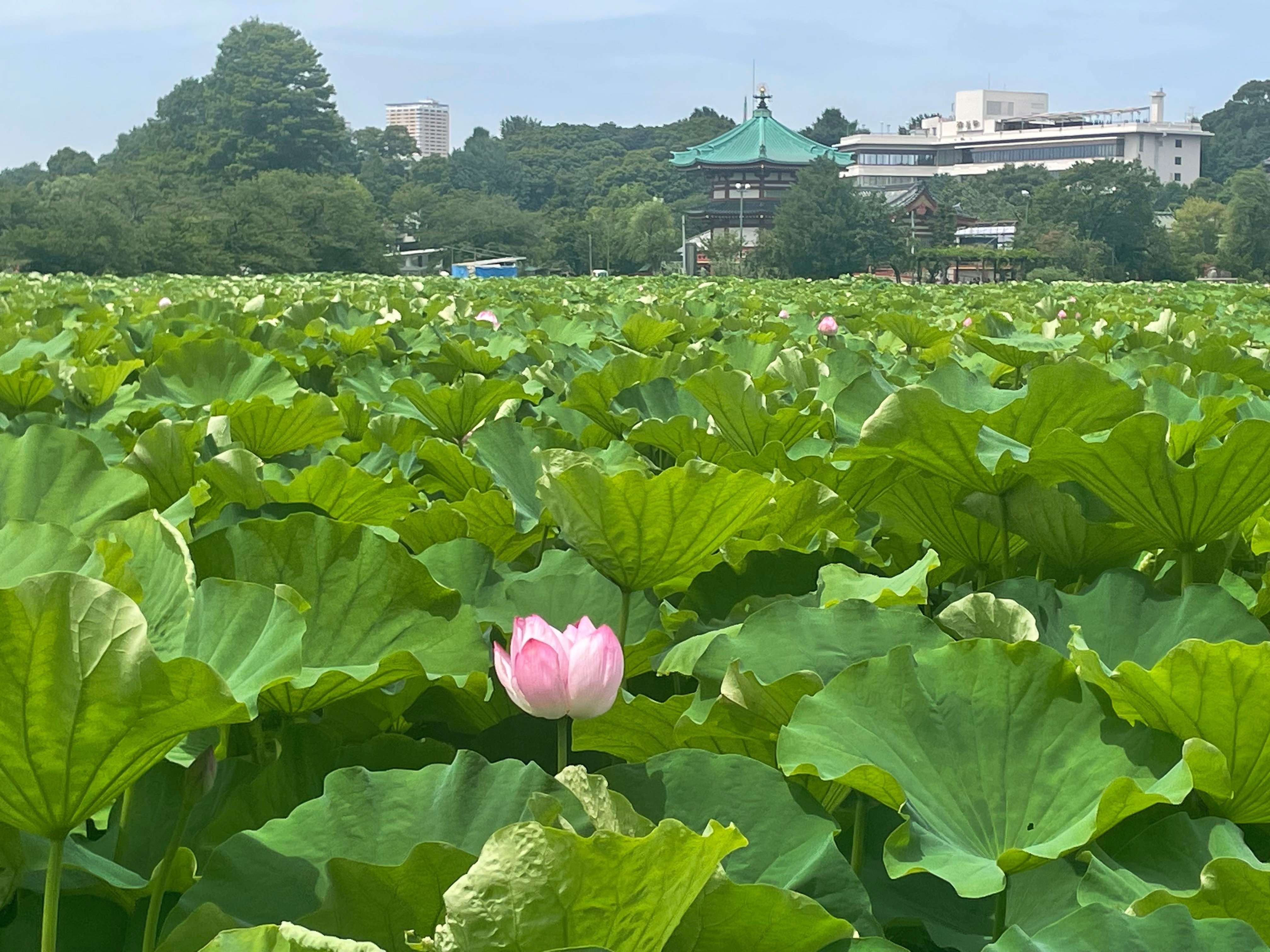 賀来飛霞 彩色花弁圜 希少 墨彩画 日本画 牧野富太郎 小石川植物園 大分県 賀来飛霞 彩色花弁圜 希少 墨彩画 日本画 牧野富太郎 小石川
