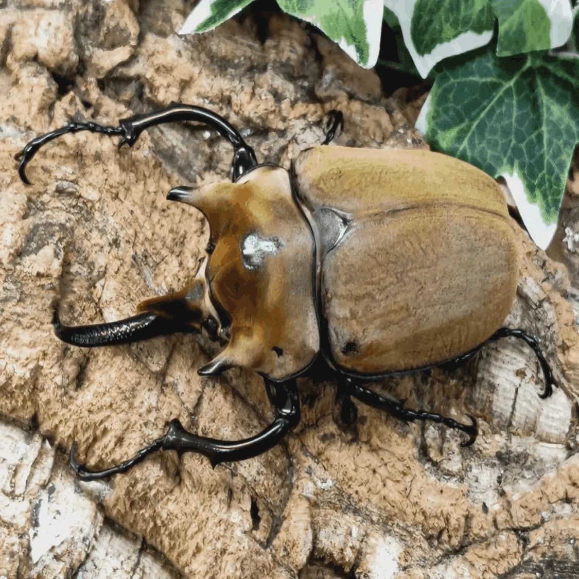折れた標識と新種のカブトムシ｜加藤骨切