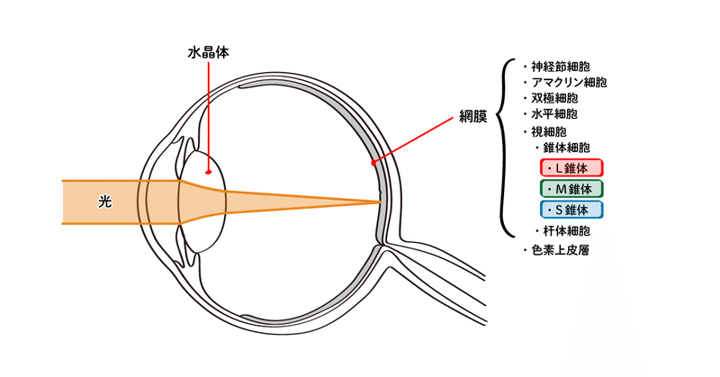 眼球の断面図と網膜を構成する細胞
