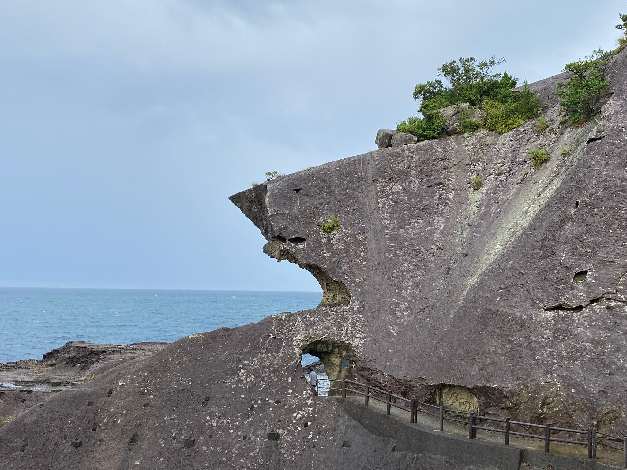 277 三重・東紀州 世界遺産の奇岩をめぐる｜ミヤコカエデ（Miyako Kaede)