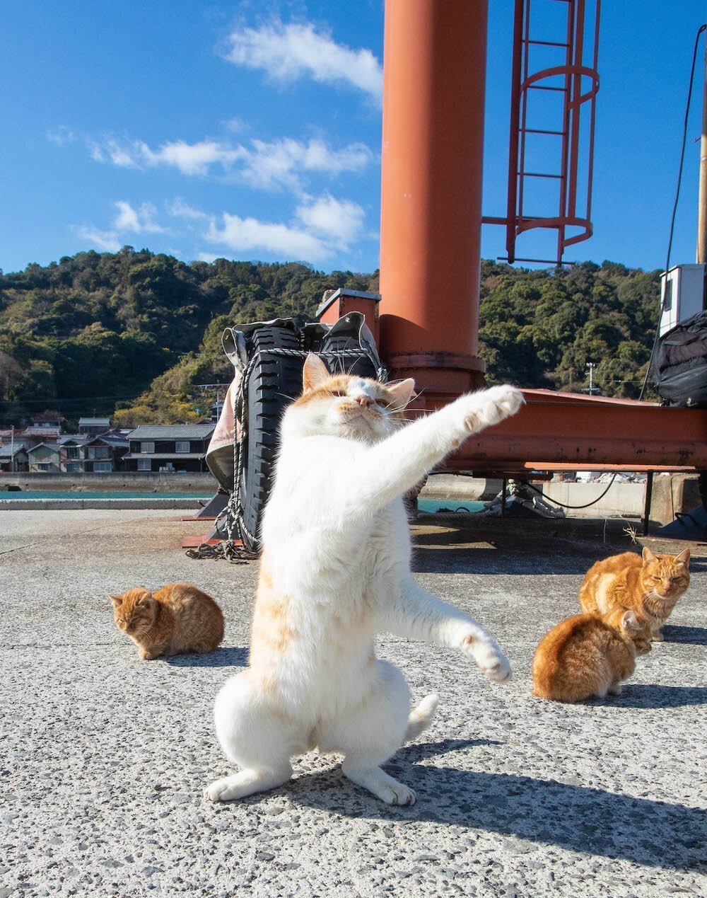 山の猫2。。 F3号キャンバス 立ち猫」と記念撮影できるフォトスポットも出現！ねこ写真家・山本正義