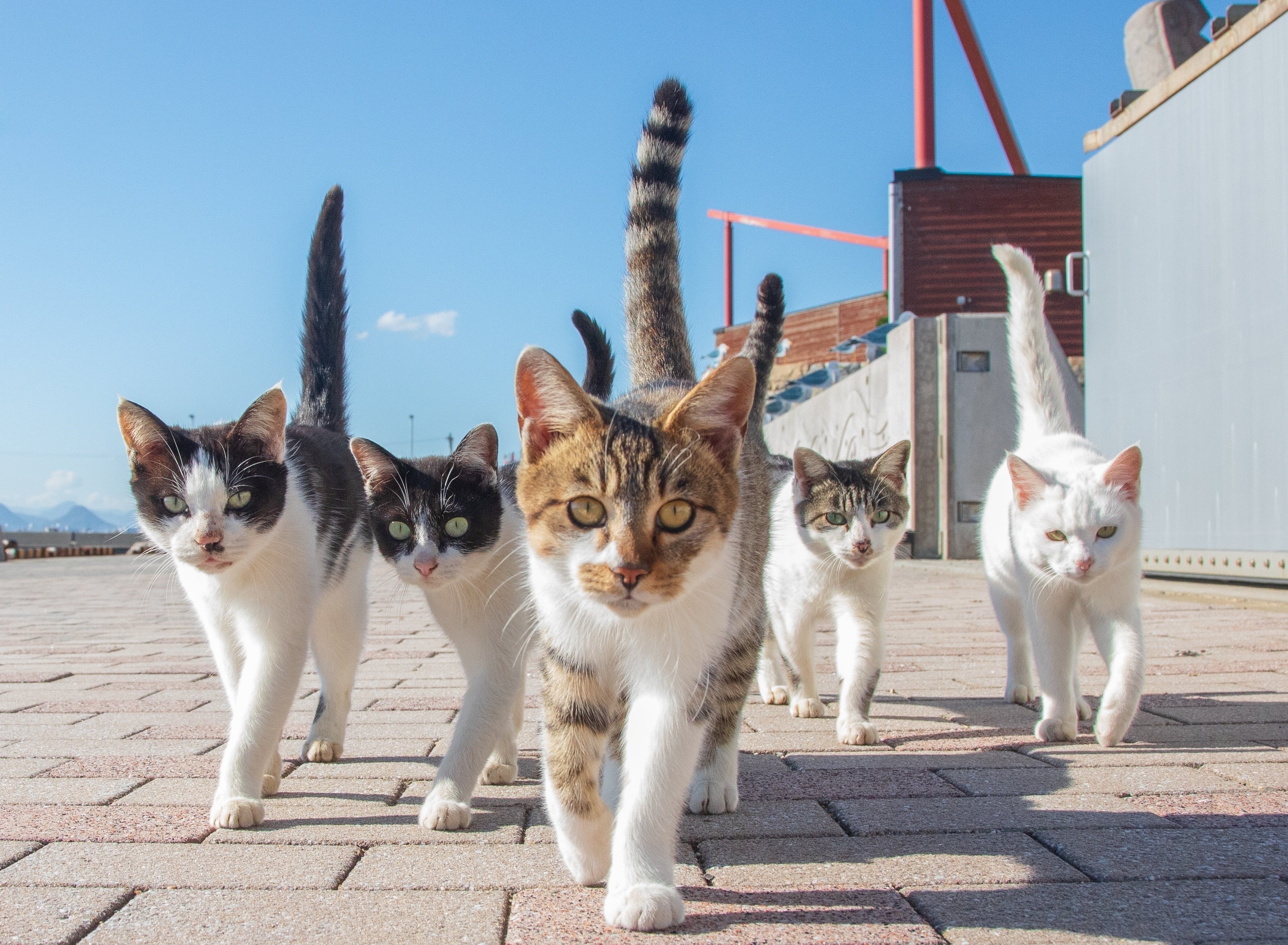 立ち猫」と記念撮影できるフォトスポットも出現！ねこ写真家・山本正義
