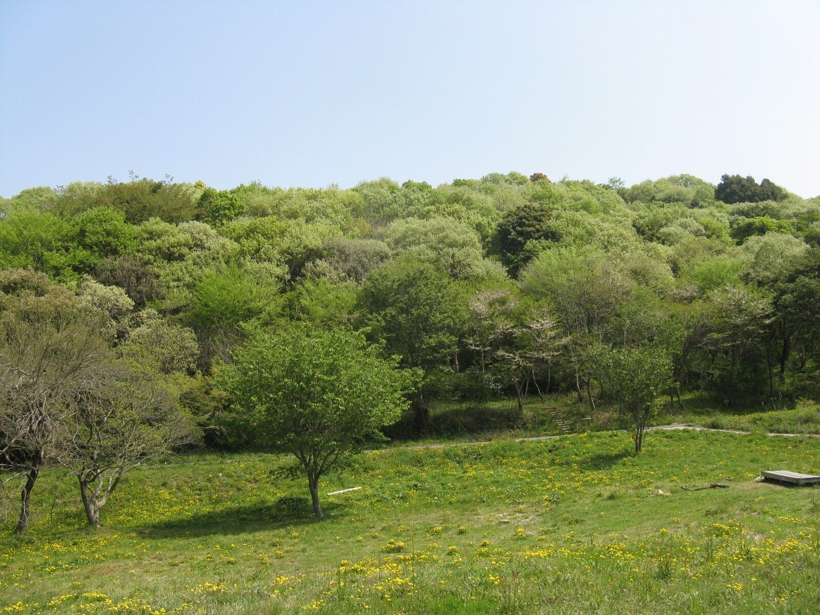 コナラ どんぐりの木 雑木 庭 里山