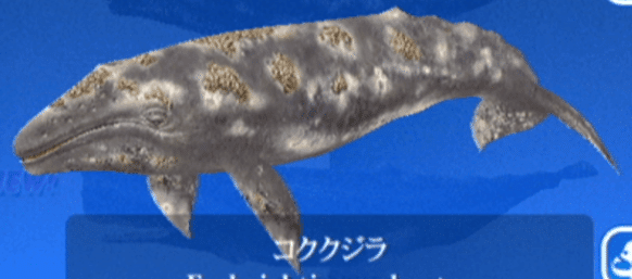 レポート】コククジラ――模様のあるクジラ｜ゲームのいきもの研究所