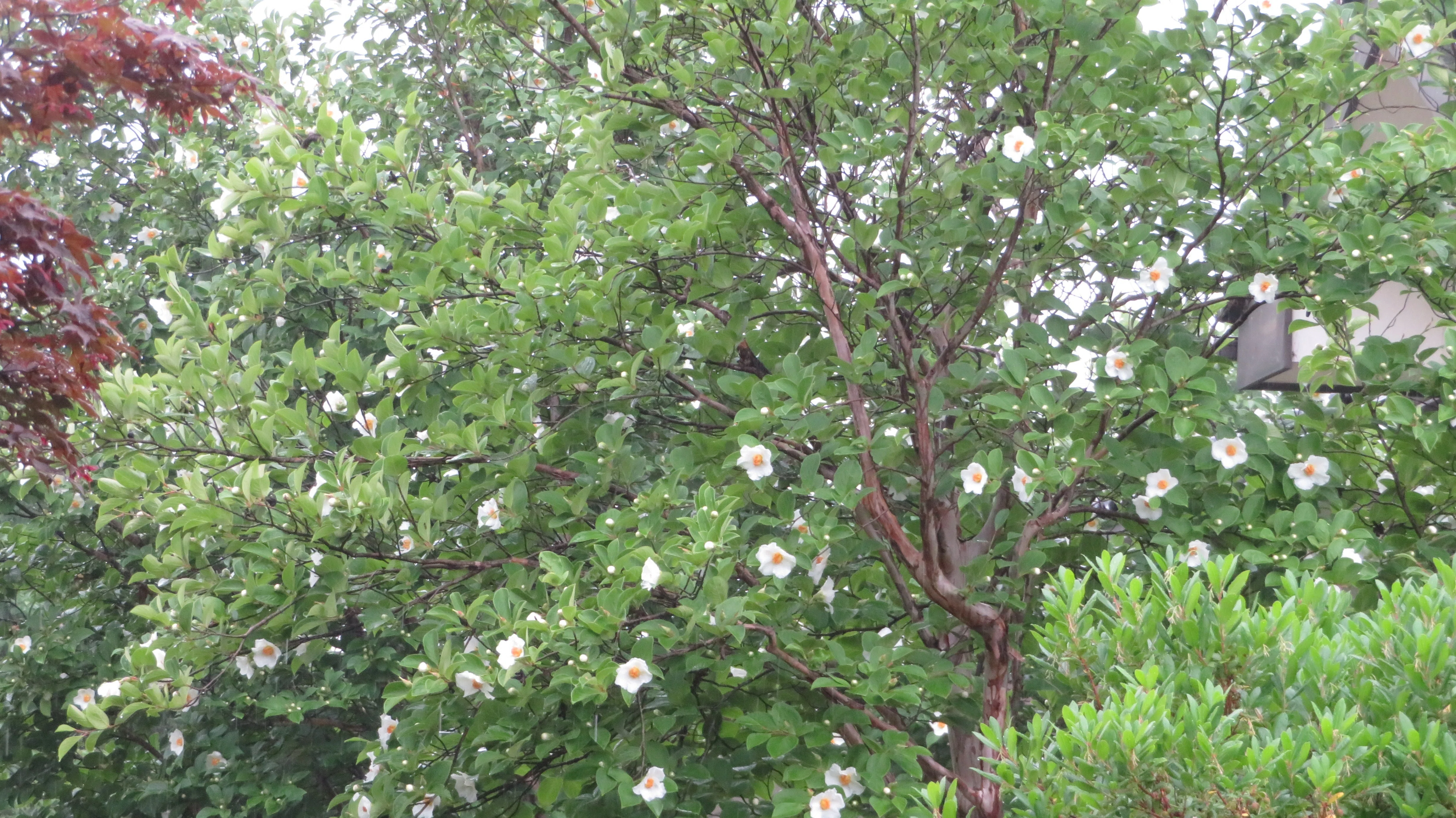 沙羅双樹シャラの木花｜雲仙人