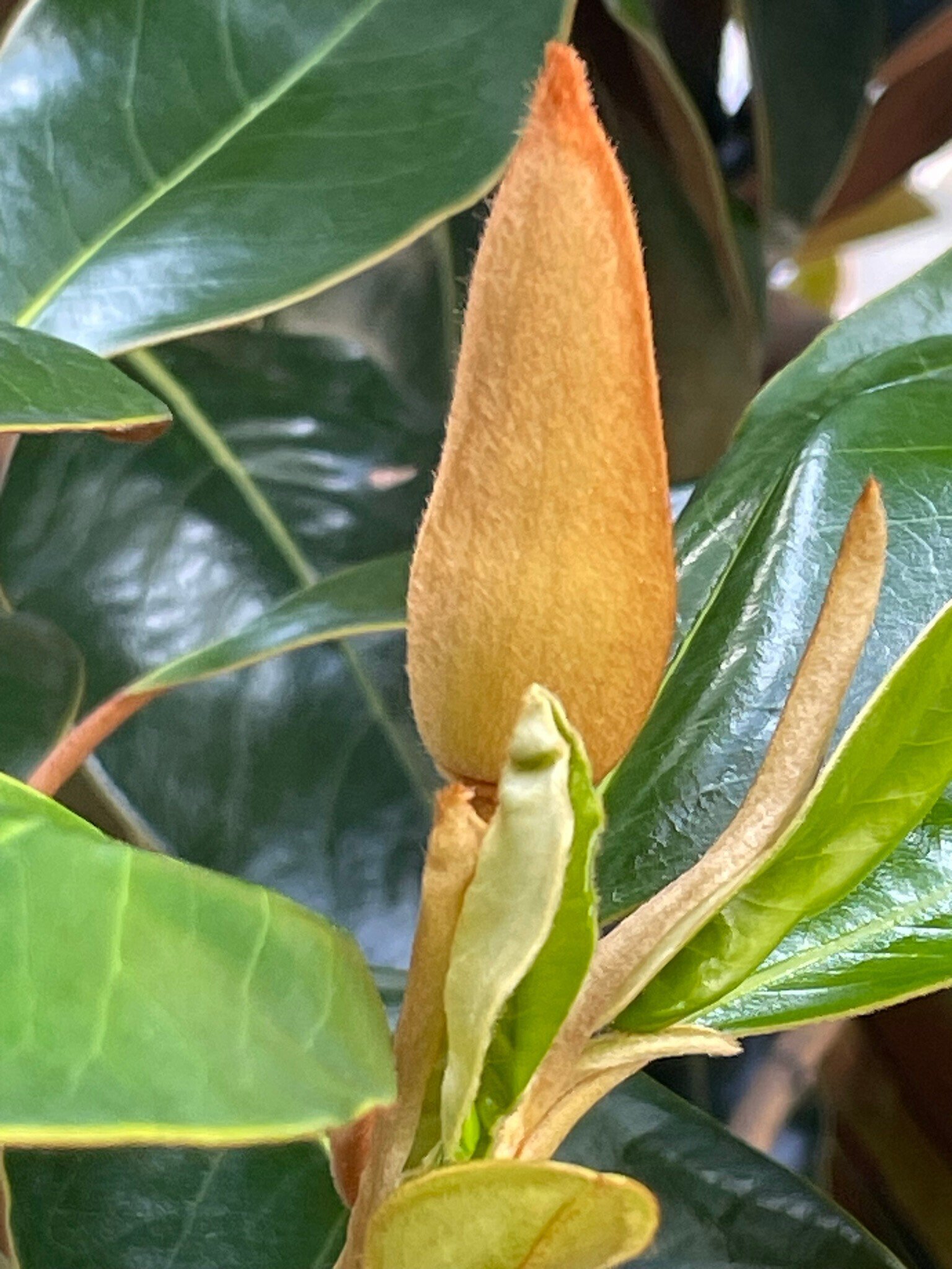 タイサンボク リトルジェム 蕾あり タイサンボク リトルジェム 4号