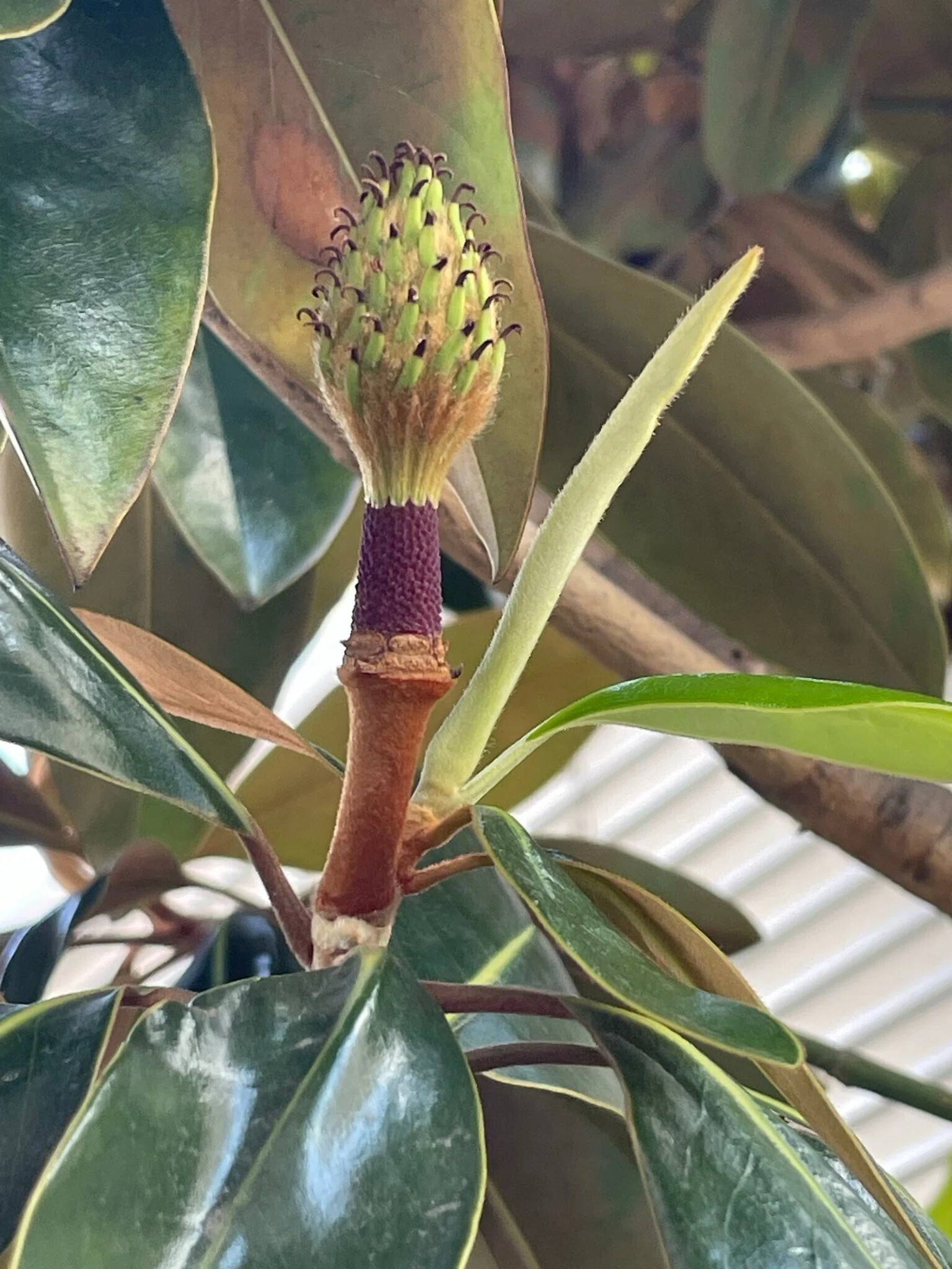 タイサンボク リトルジェム苗 特大②120cm 苗木・植木 希少