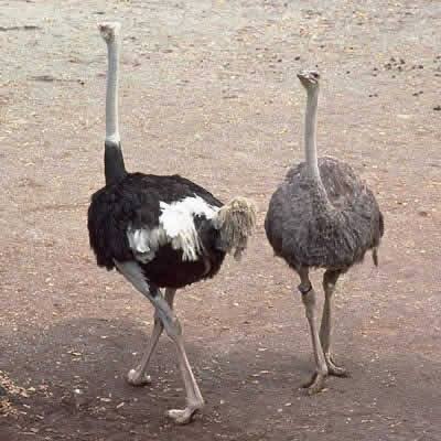 第1648回 ダチョウの子育て｜翆野 大地