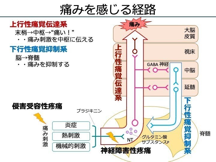 7-6 麻薬性鎮痛薬｜こはく堂薬局