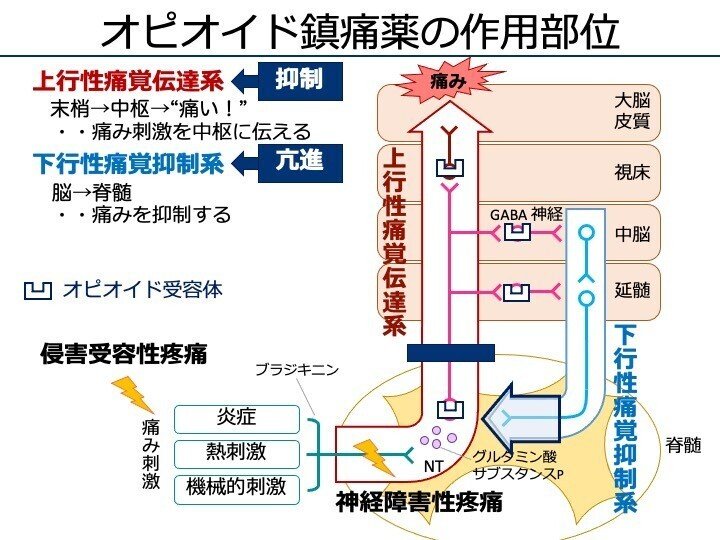7-6 麻薬性鎮痛薬｜こはく堂薬局