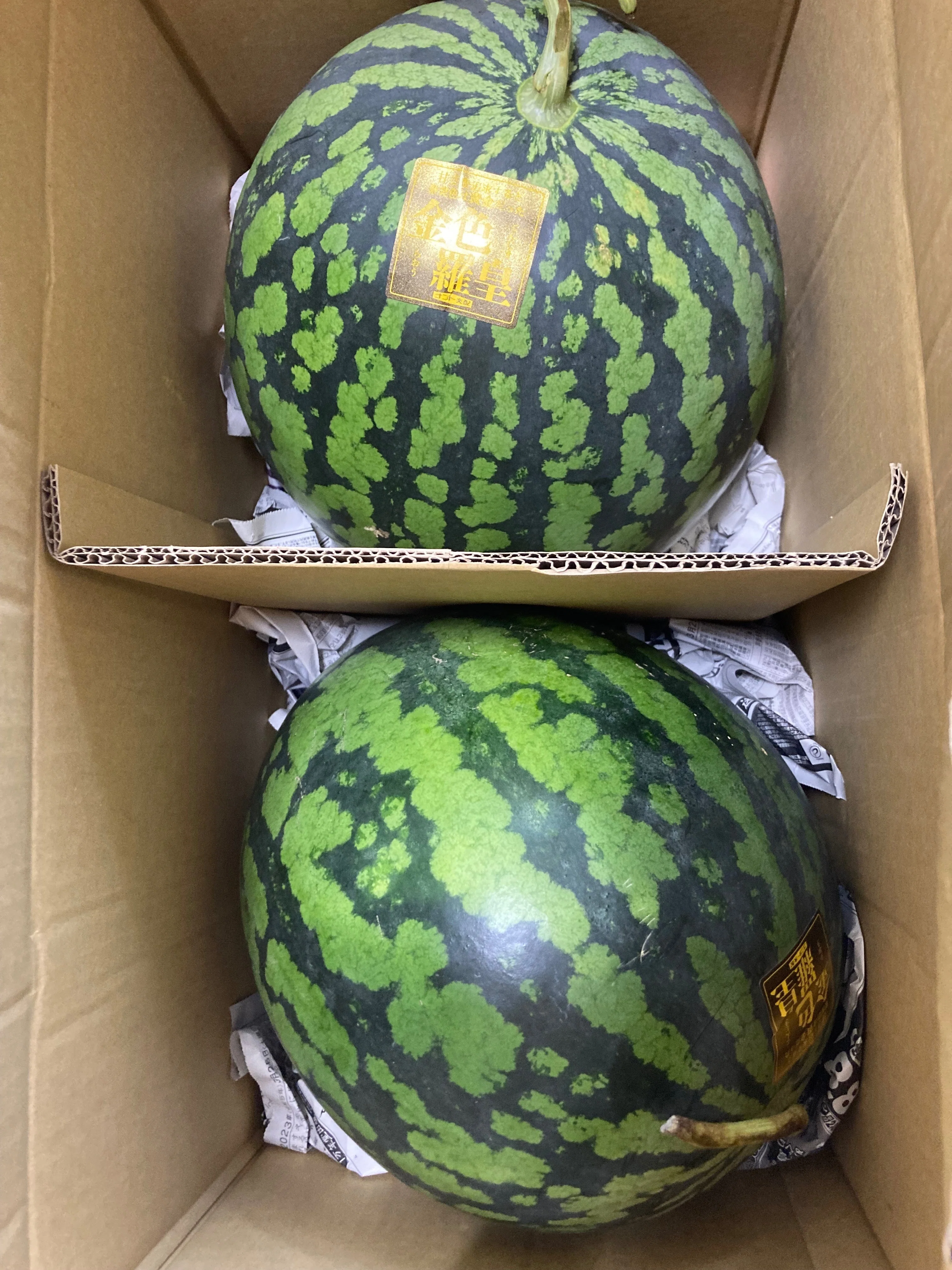 とてつもない西瓜🍉「金色羅皇(こんじきらおう)」｜野猿（やえん）