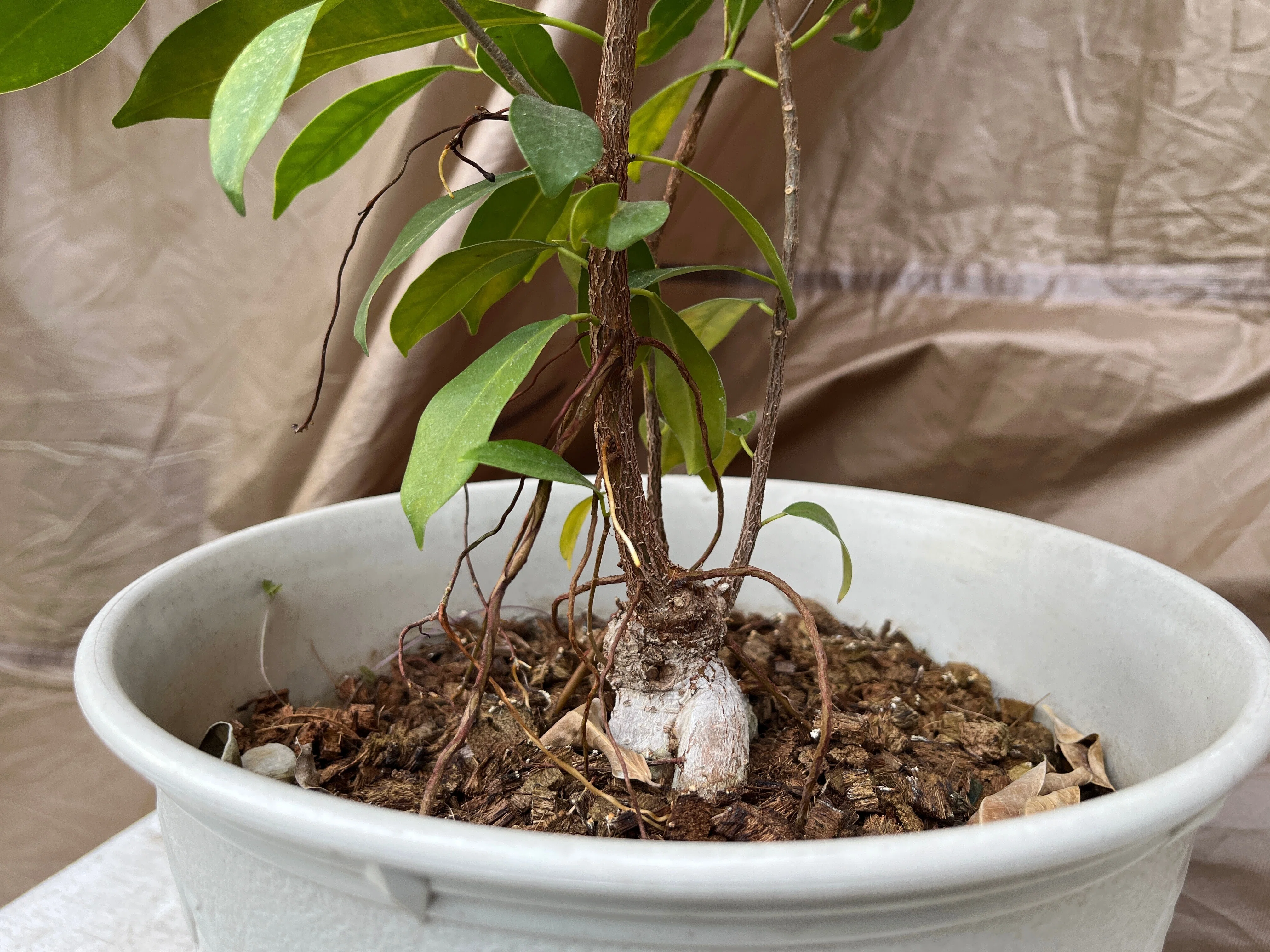 家の植物-ガジュマル-(2023.7.9)｜NAKADA Shugo