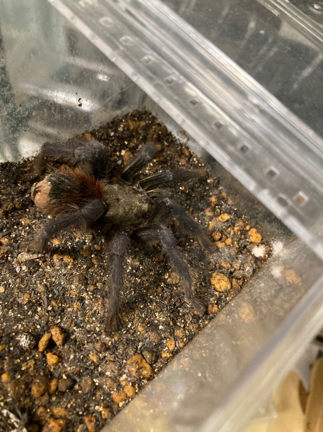 ブラジリアンブルータランチュラ（ヤング♀確定個体）