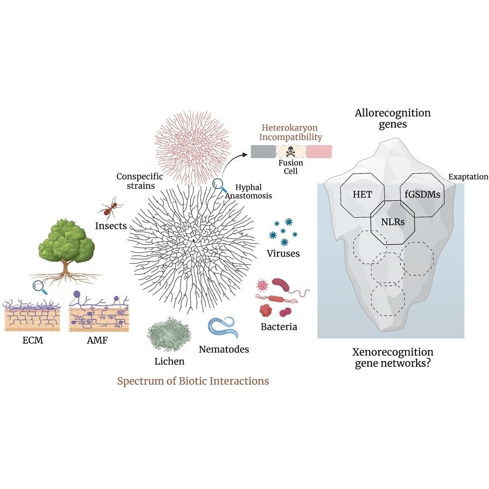 真菌免疫系の出現｜哉百名
