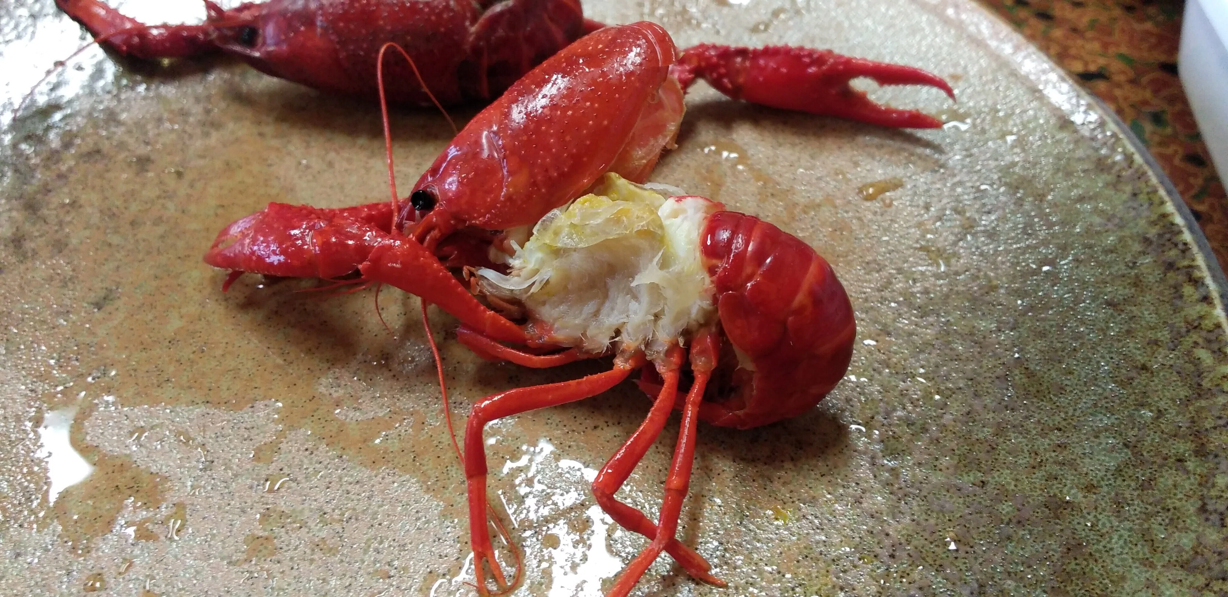 人生初の実食!千葉県北総名物『エビガニ塩茹で/アメリカザリガニ』※詳細は後ほど!|魚介馬鹿一代/Fish Nerd Life
