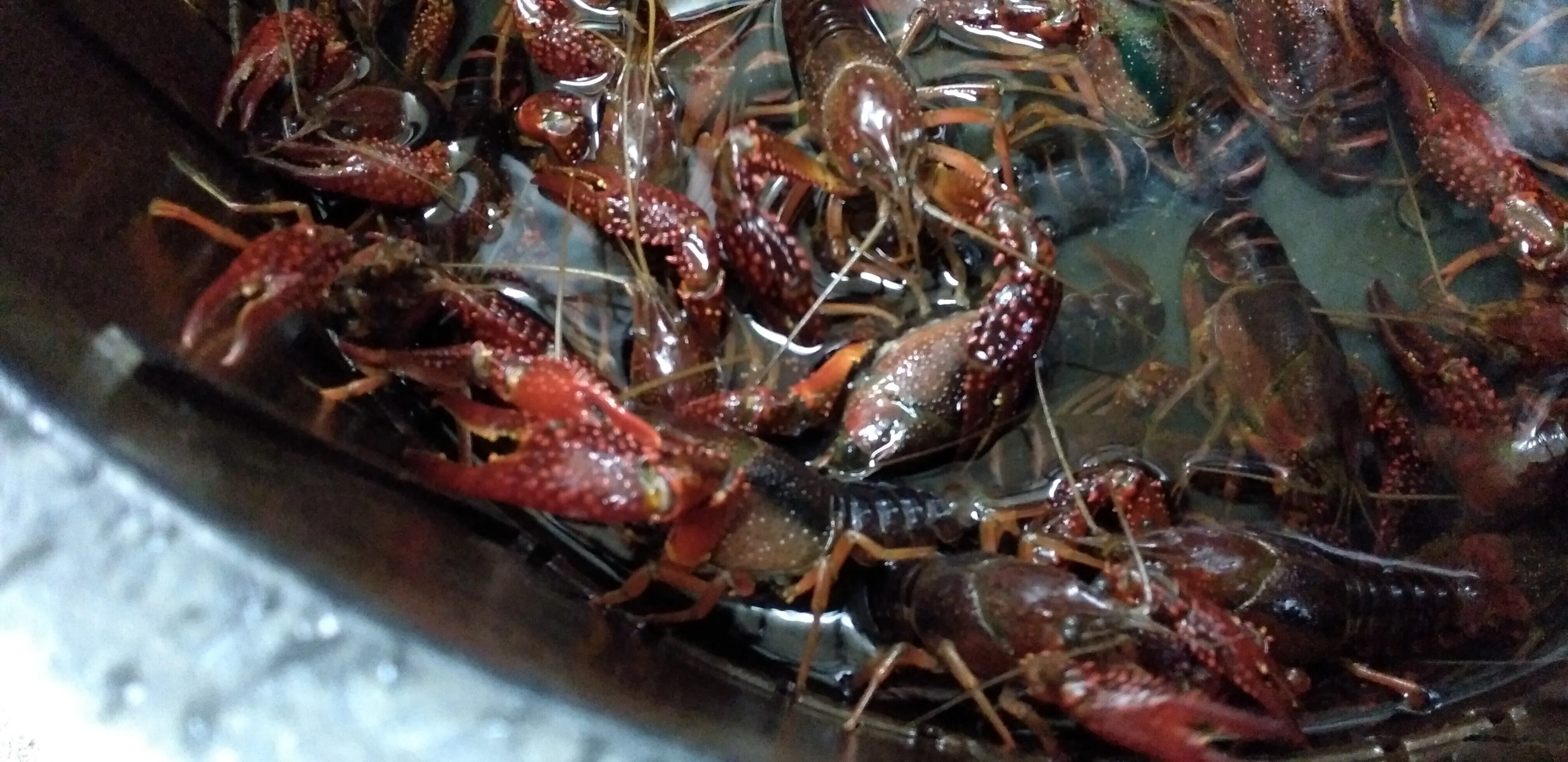 人生初の実食!千葉県北総名物『エビガニ塩茹で/アメリカザリガニ』※詳細は後ほど!|魚介馬鹿一代/Fish Nerd Life