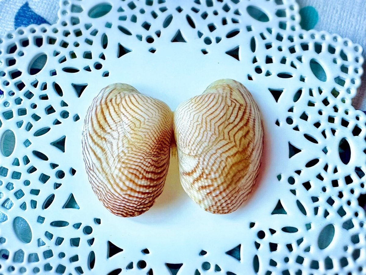 あさりの貝殻模様はどうやってつくられる？①｜あさりの魅力研究家/朝  