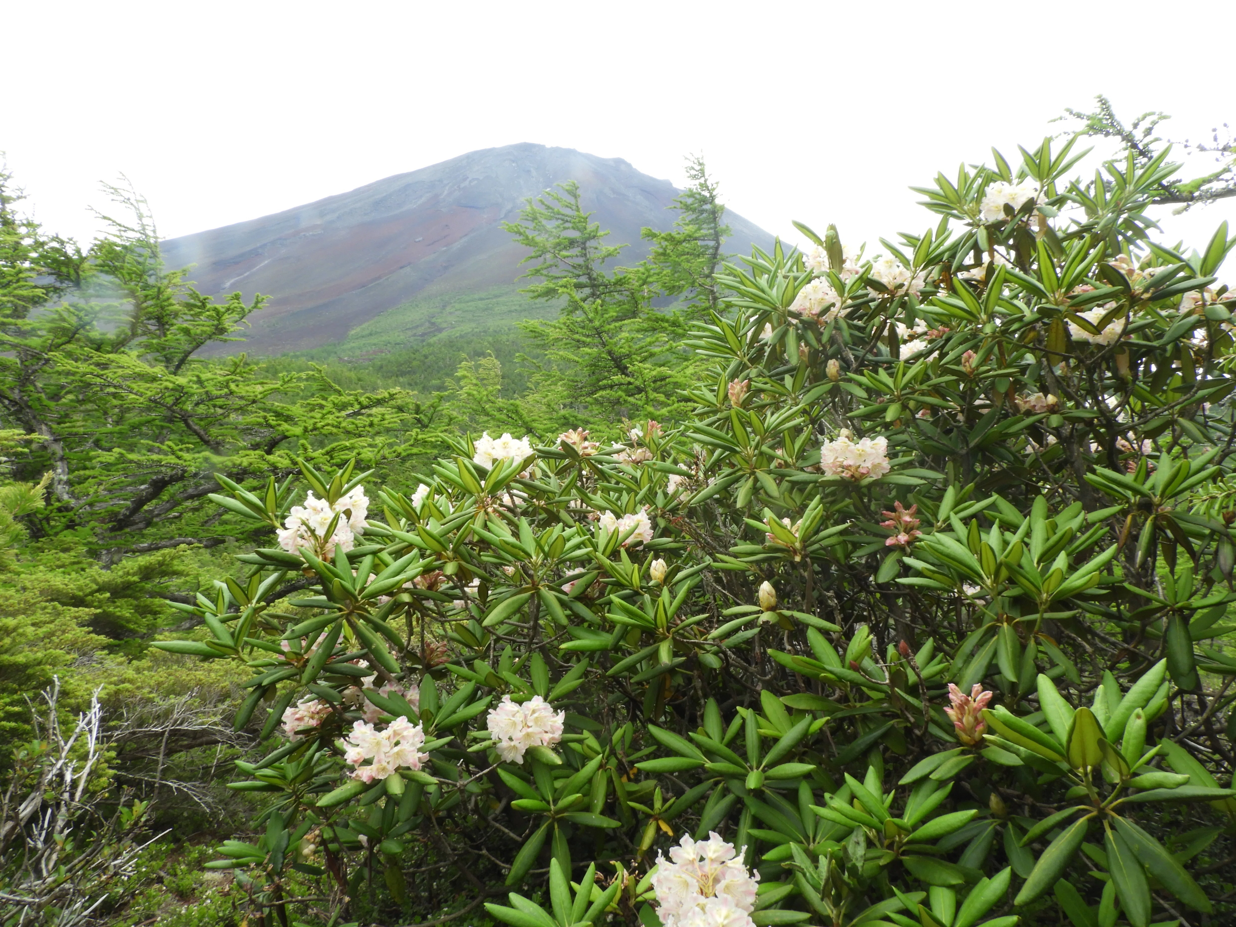 富士山お中道の植物観察日記】 2023年7月5日｜富士山を生態学視点で見
