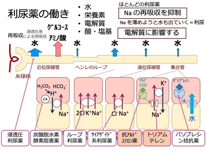 8-5 利尿薬|こはく堂薬局