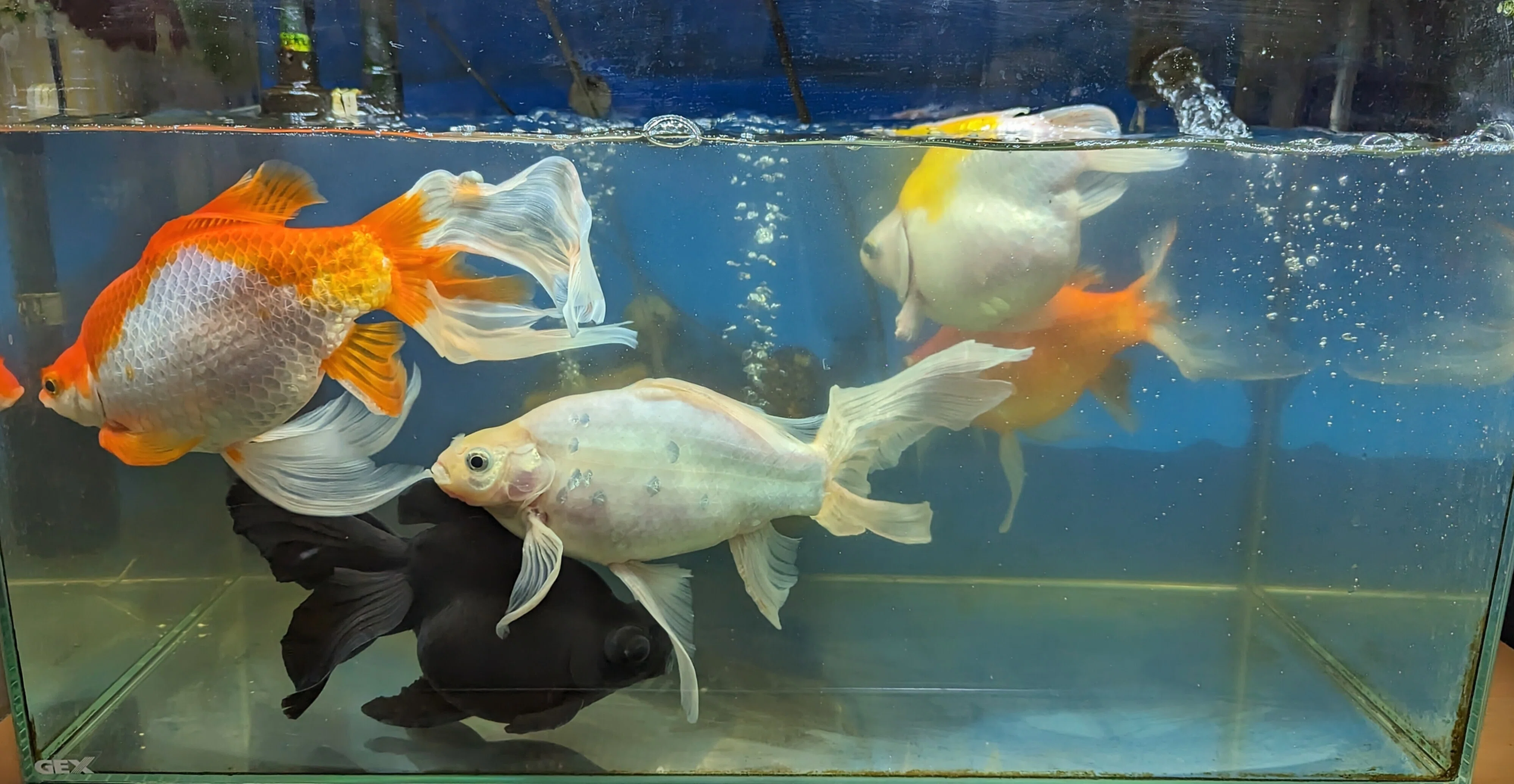 今日の水槽🐠 7月11日｜しろくまん🌙*