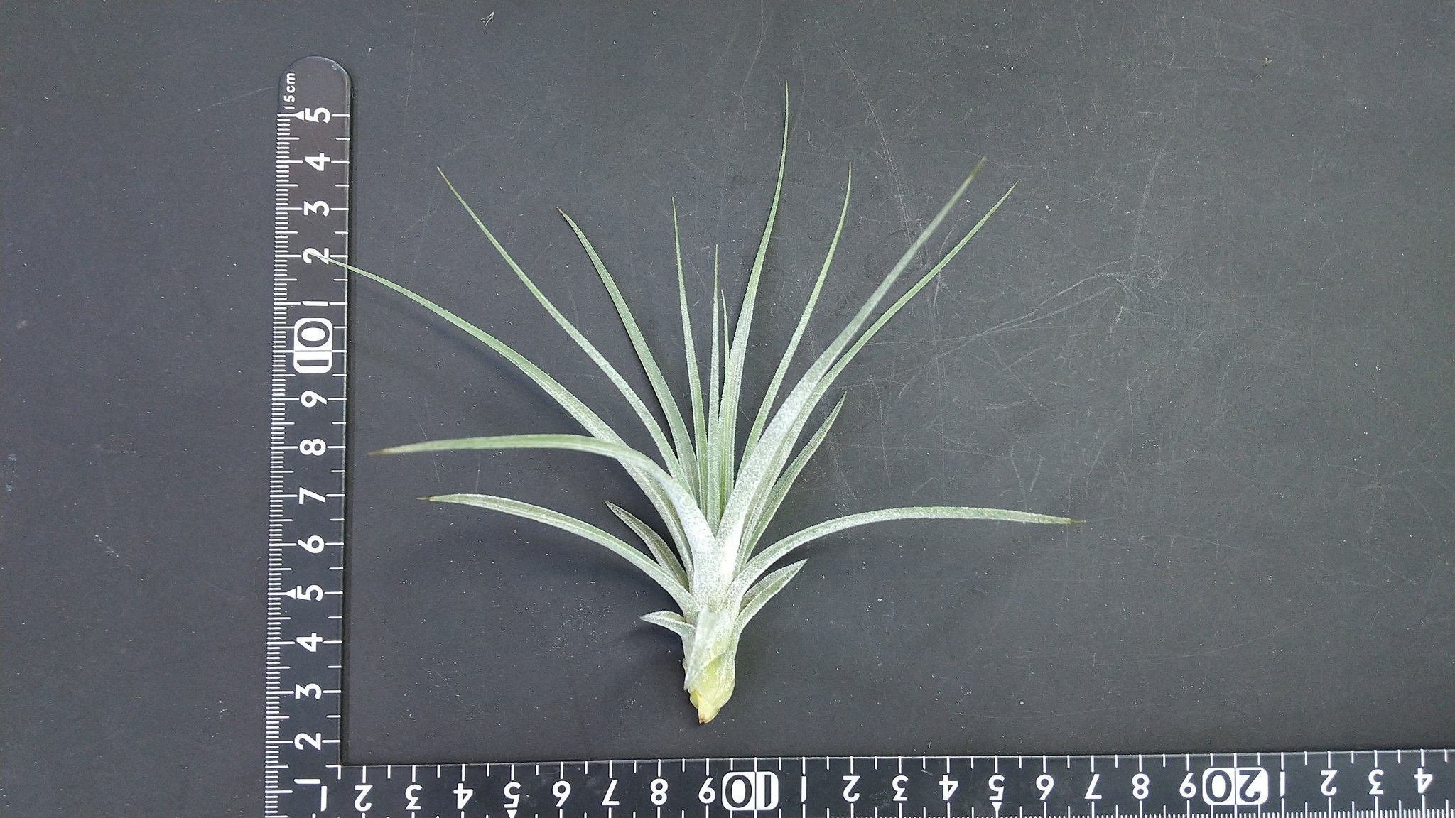 チランジア入荷リスト7/7|NatureGarden🌿神田 チランジア入荷リスト7/7|NatureGarden🌿神田
