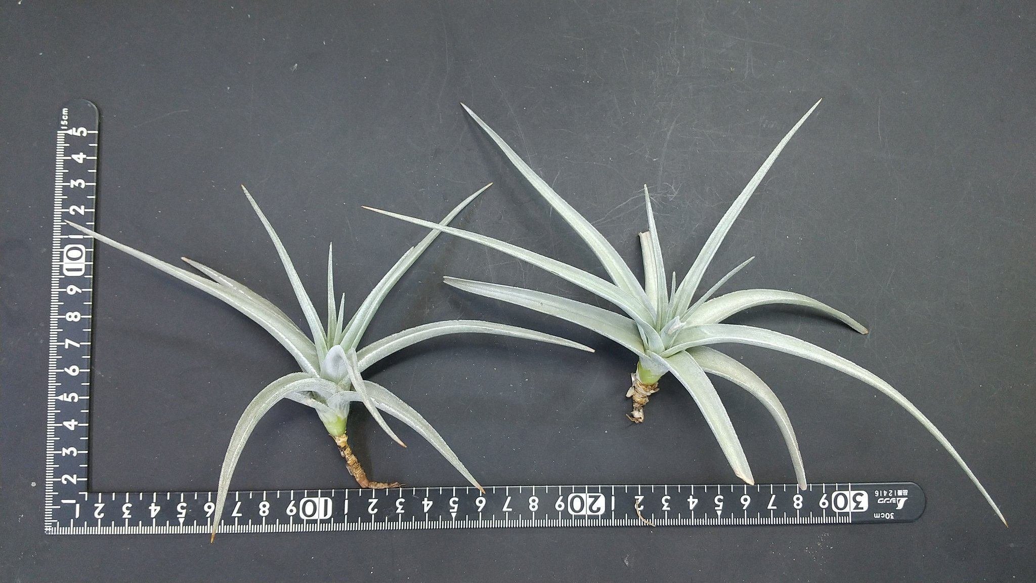 ラティフォリア ディバリカータ 05号 | air-plants TENGU-DO