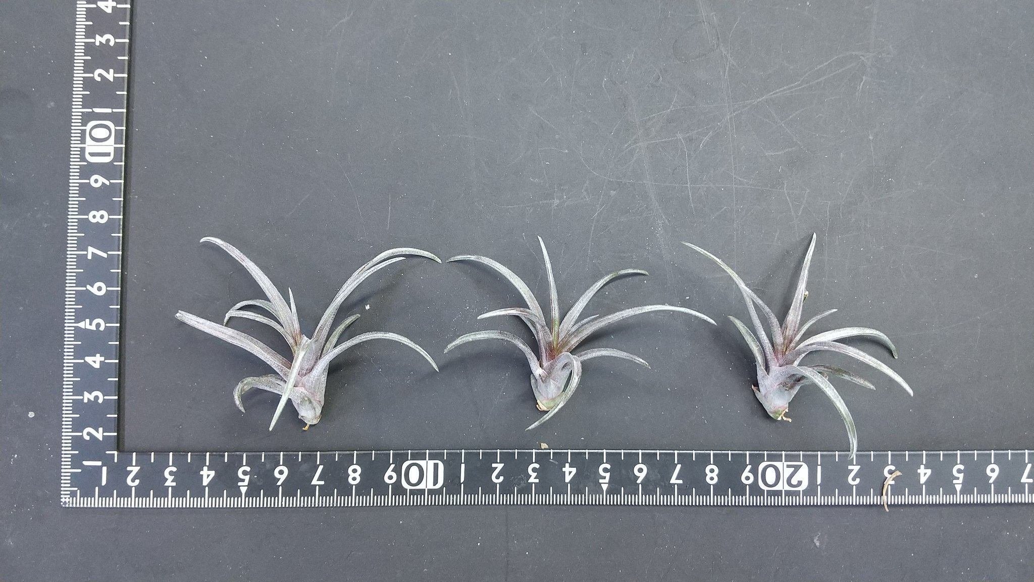 チランジア入荷リスト7/7｜NatureGarden🌿神田